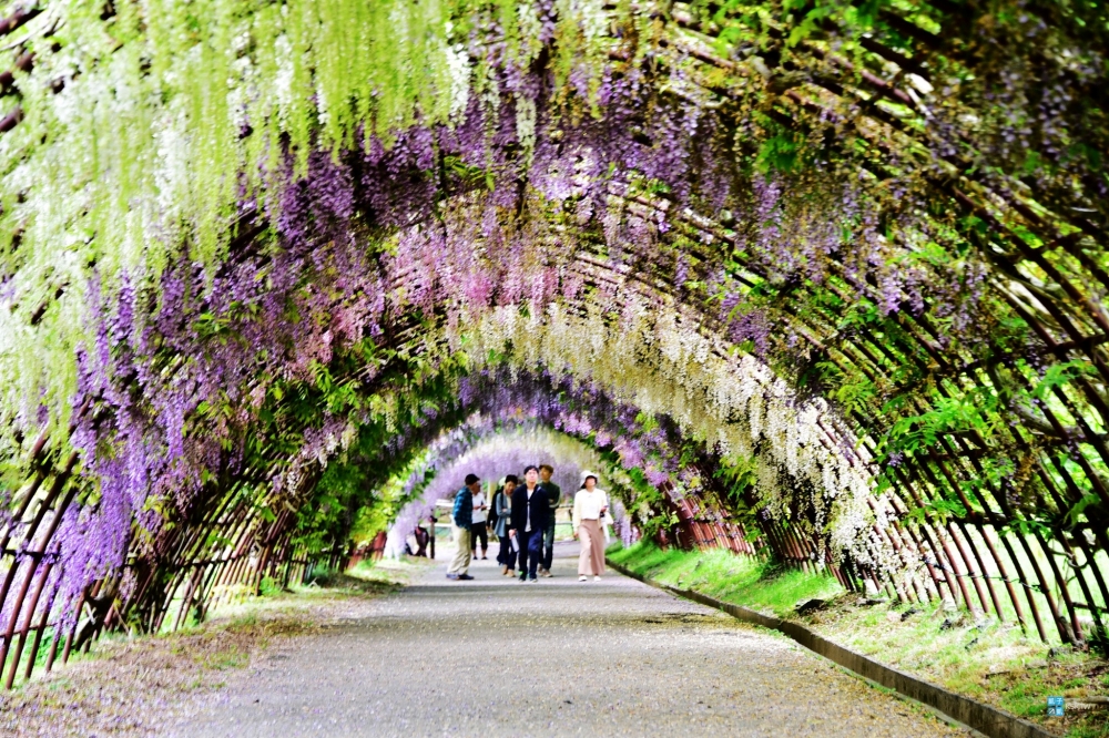 【河內藤園】北九州超人氣紫藤景點，需事先購買門票預約、交通說明