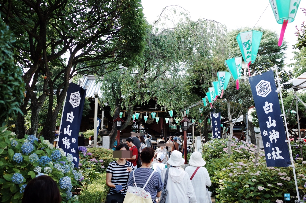 【東京】白山神社，六月繡球花名所