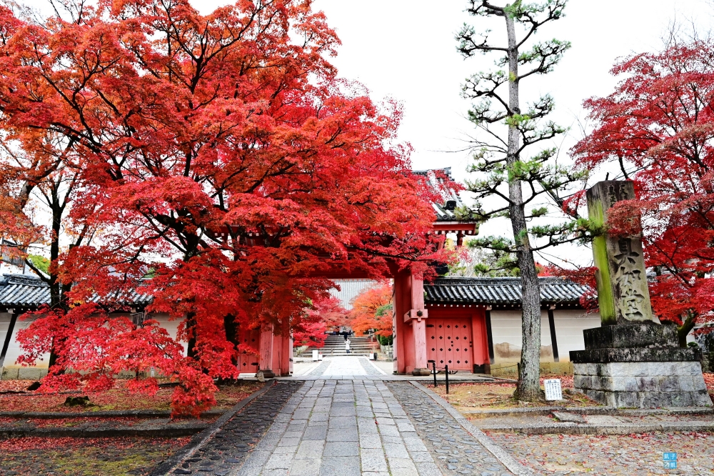 【京都賞楓】真如堂(真正極樂寺)、金戒光明寺(黑谷)、榮攝院