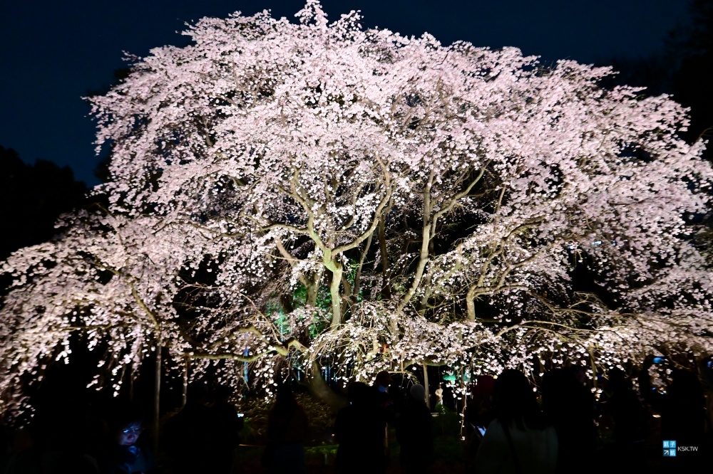 【東京】六義園：枝垂櫻知名景點、夜間點燈、交通方式(駒込)，賞櫻賞楓名園