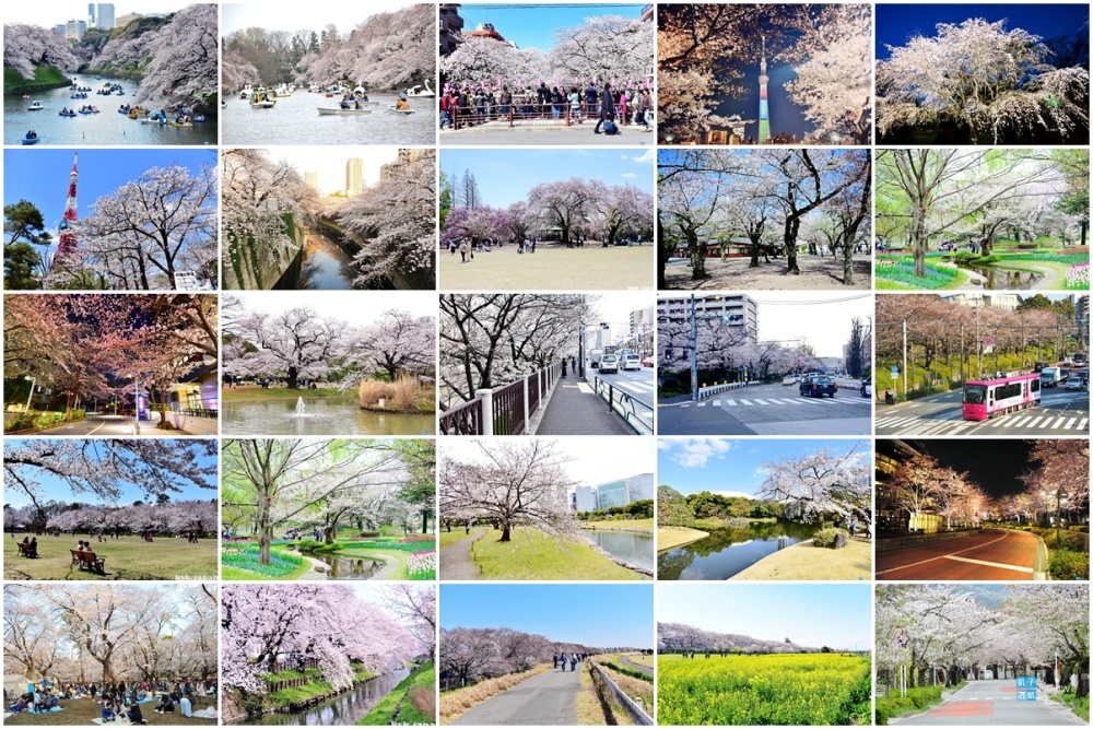 【東京賞櫻景點最強懶人包】必去櫻花景點&amp;精通方式總整理！