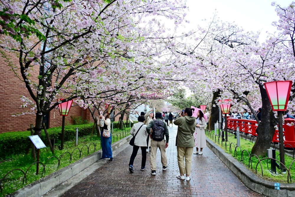 【櫻花百選名所】大阪造幣局：開放日期、預約教學、賞櫻季路、住宿推薦