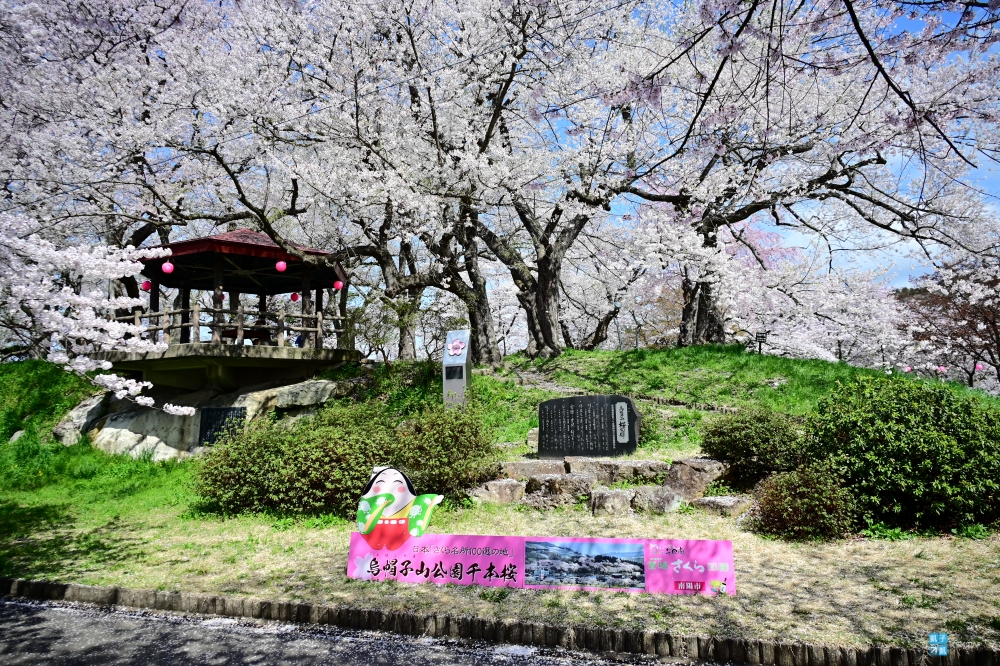 【山形櫻花百選名所】烏帽子山公園、赤湯溫泉超推薦