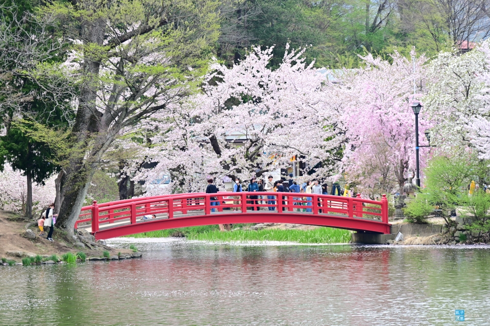 【長野櫻花百選名所】臥龍公園