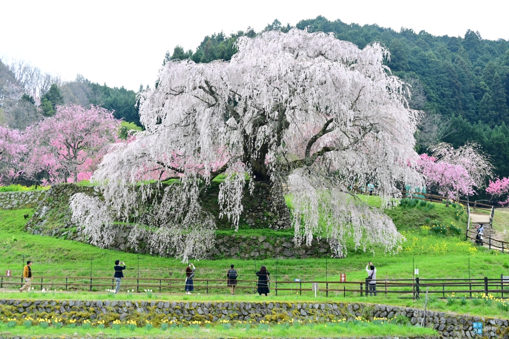 【奈良】又兵衛櫻 (本郷の瀧桜)