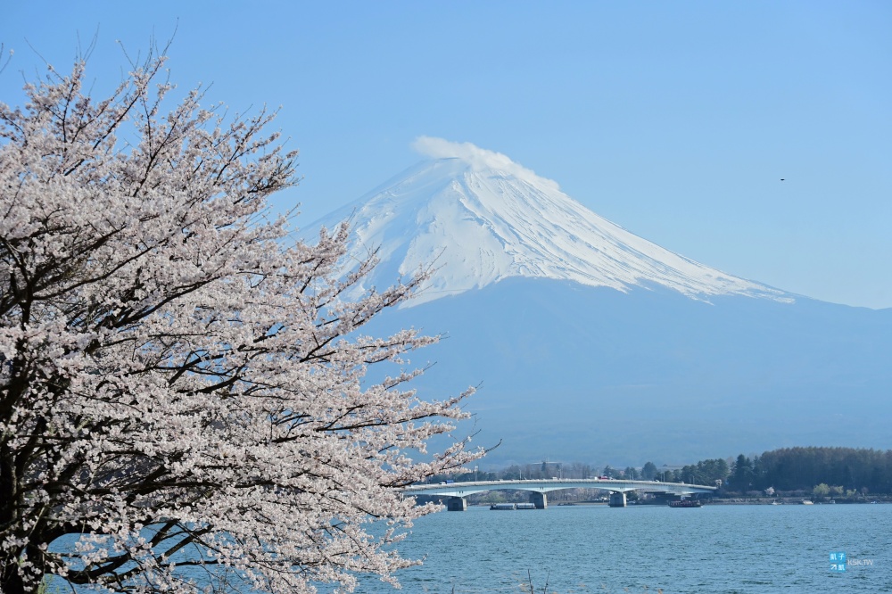 【河口湖賞櫻景點推薦】河口湖北岸櫻花+富士山絕景拍攝點