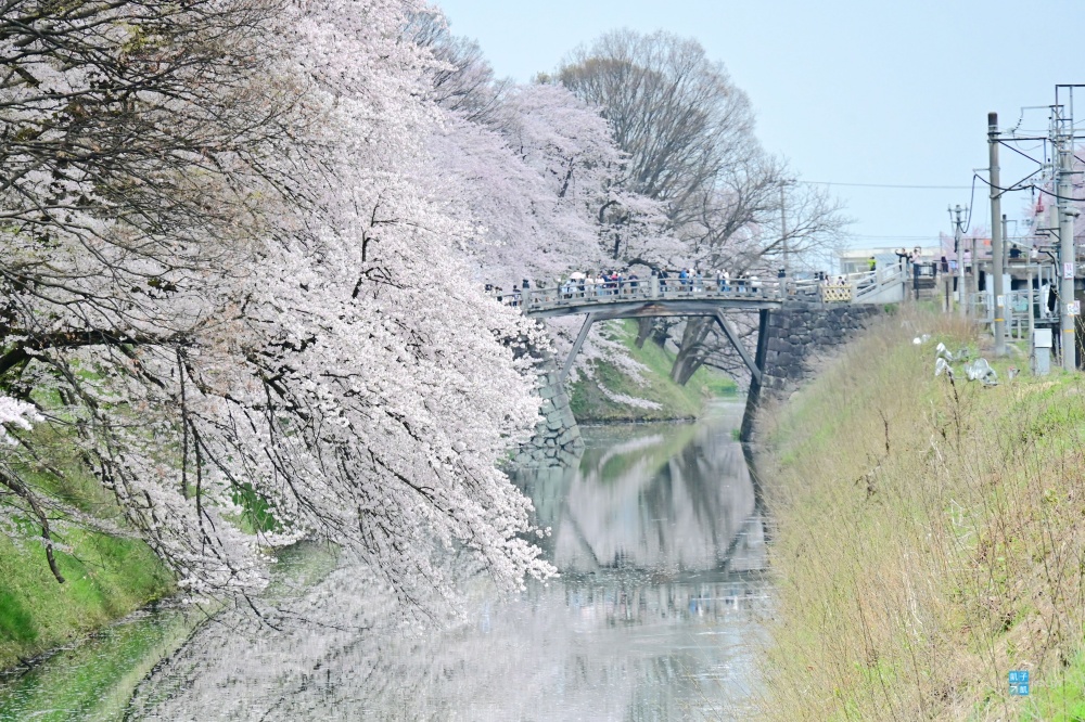 【山形必去賞櫻景點】霞城公園，交通、拍電車位置