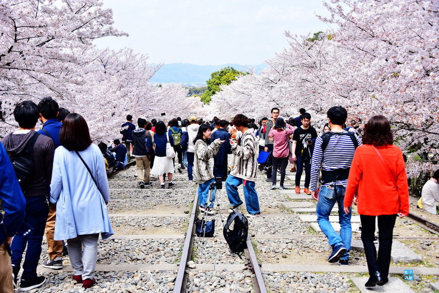 【京都。櫻花】蹴上鐵道：交通、鄰近賞櫻景點推薦