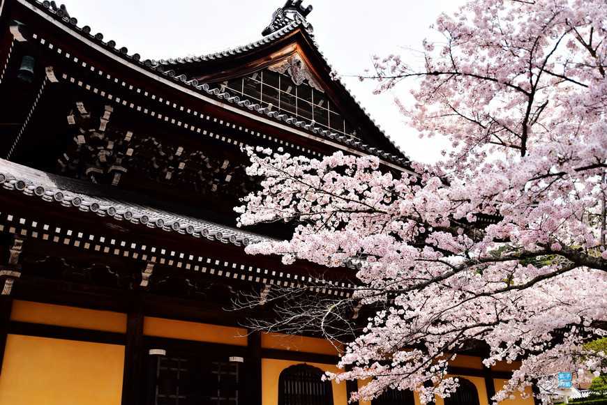 [京都。賞櫻景點] 南禪寺的櫻花~爬上去三門上面看絕景吧!