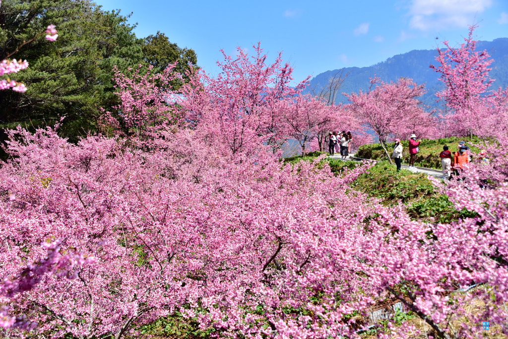 【福壽山農場】千櫻園，台灣最強賞櫻景點不為過！完全讓您找回在日本賞櫻的感覺！