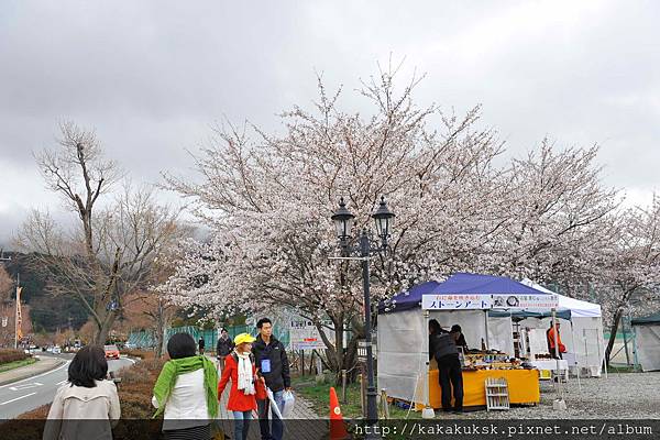 [富士山賞櫻情報] 《河口湖さくら祭り》 河口湖賞櫻景點就在「河口湖北岸」、「産屋ヶ崎」，想拍富士山與櫻花的合照就來此!