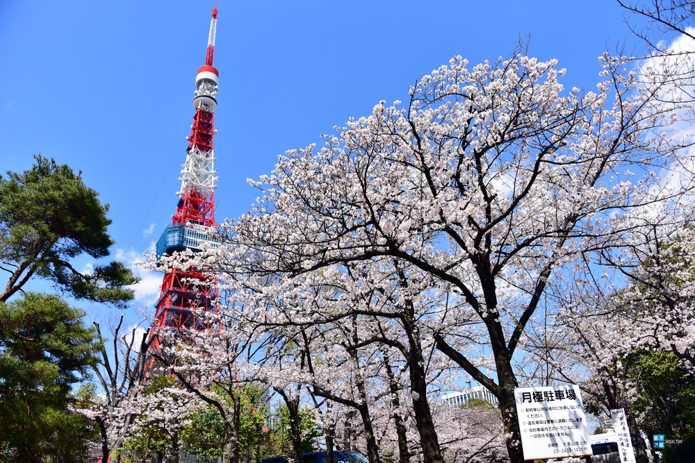 【東京。賞櫻】芝公園-拍東京鐵塔與櫻花的美麗畫面、交通方式