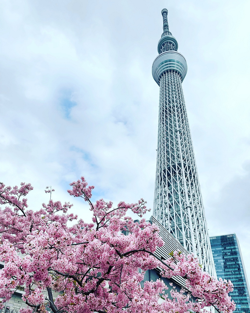【東京】晴空塔Skytree旁拍攝櫻花的景點~東武橋，河津櫻