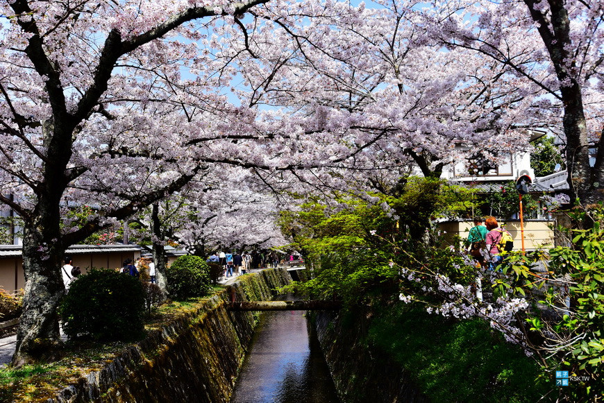 【京都。賞櫻景點推薦】哲學之道：經典又具代表性的櫻花小徑，交通與行程建議